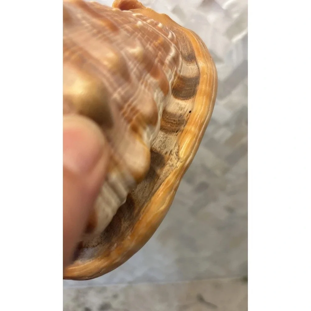 Natural Bullmouth Helmet Bull's Mouth Conch Shell Cypraecassis Rufa Tank‎ Decor
